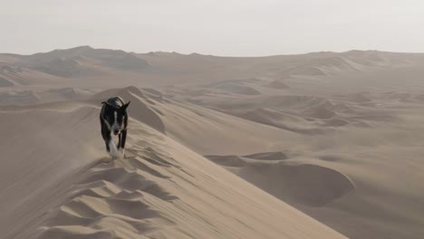 Tiro-4k-De-Perro-En-Duna-De-Arena-En-Huacachina