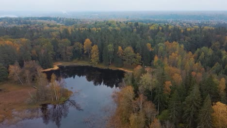 aerial view of green pine and spruce conifer treetops forest and kalnmuiza lake in latvia