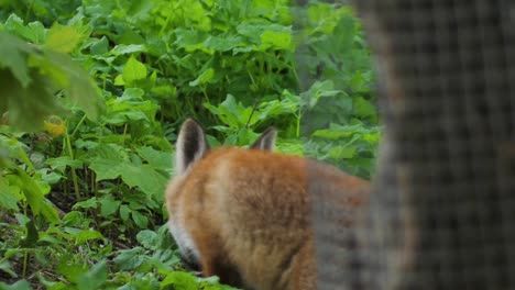 Cute-red-fox-cub-stands-in-the-grass-and-looks-at-the-camera