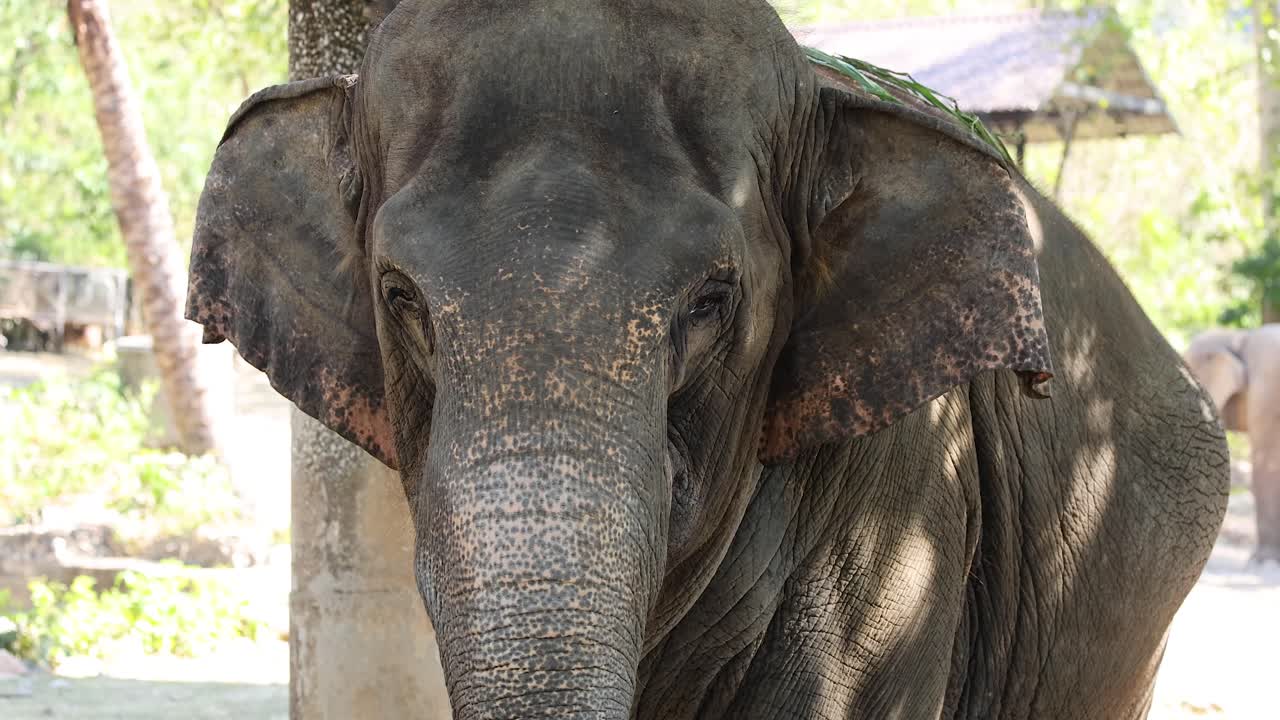 un primer plano de un elefante