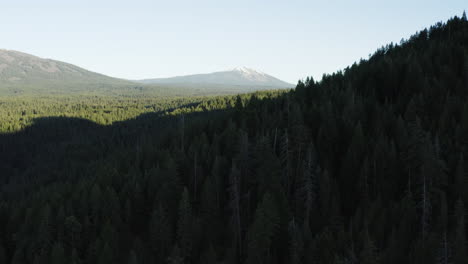 Enorme-Denso-Pino-Cuesta-Arriba-Bosque-Nacional-De-Lassen-Antena-De-California