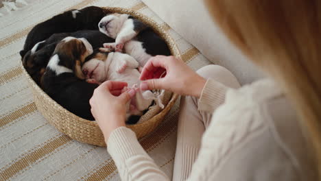 a woman holds a sleeping beagle puppy by its small hind legs.