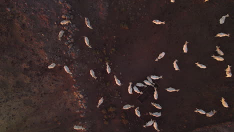 static top down shot on white charolais cows cattle on a dark basalt soil in the golan heights, israel - special angle with soil background