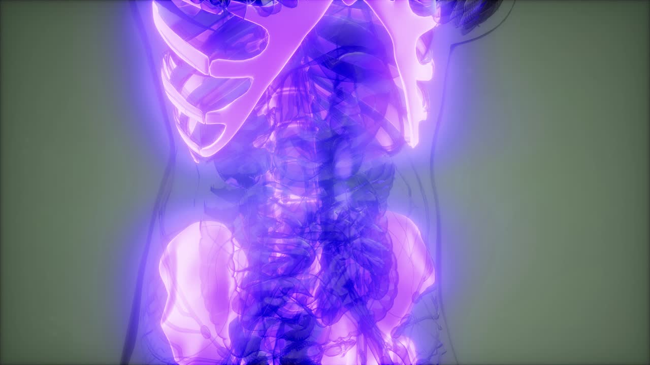 прозрачное человеческое тело с видимыми костями