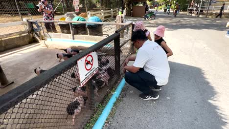 visitors interact with mini pigs at the zoo