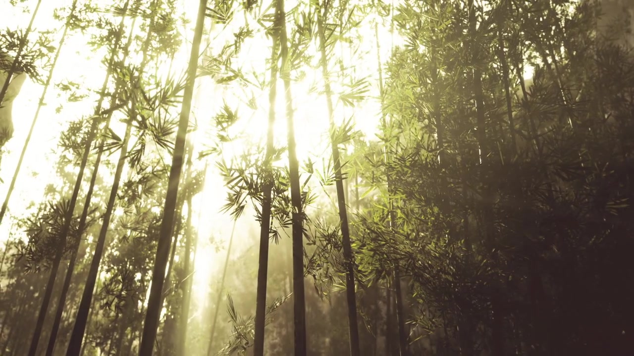 Ambiente forestale tranquillo per esperienze di turismo sostenibile