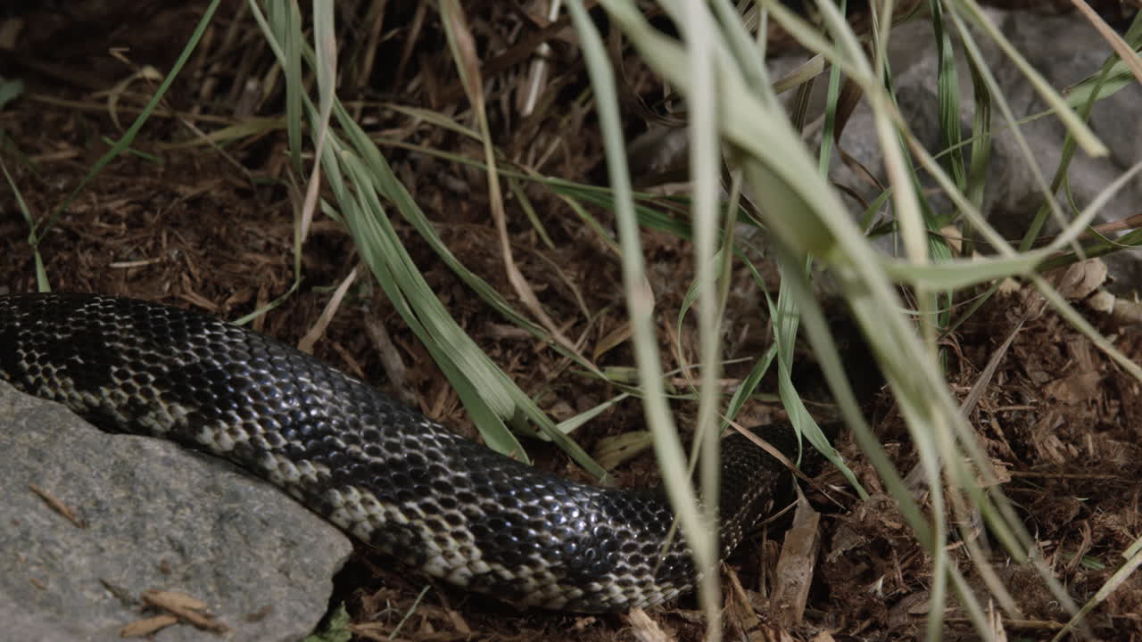 serpiente negra se desliza a través del marco en la maleza del bosque - primer plano
