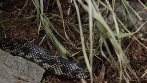 black snake slithers through frame in forest brush - close up