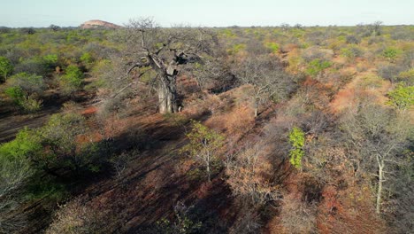 aerial view of a large baobab (adansonia digitata) tree in mopane savannah during the dry season, limpopo province, south africa
