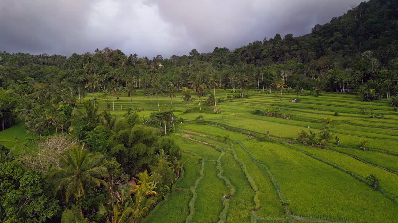 Aerial drone view of Karangasem’s lush rice terraces and tall swaying palm trees under soft cloudy skies, capturing the serene and untouched beauty of East Bali’s countryside