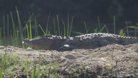 Krokodile-Im-Feuchtgebiet-Von-Nepal