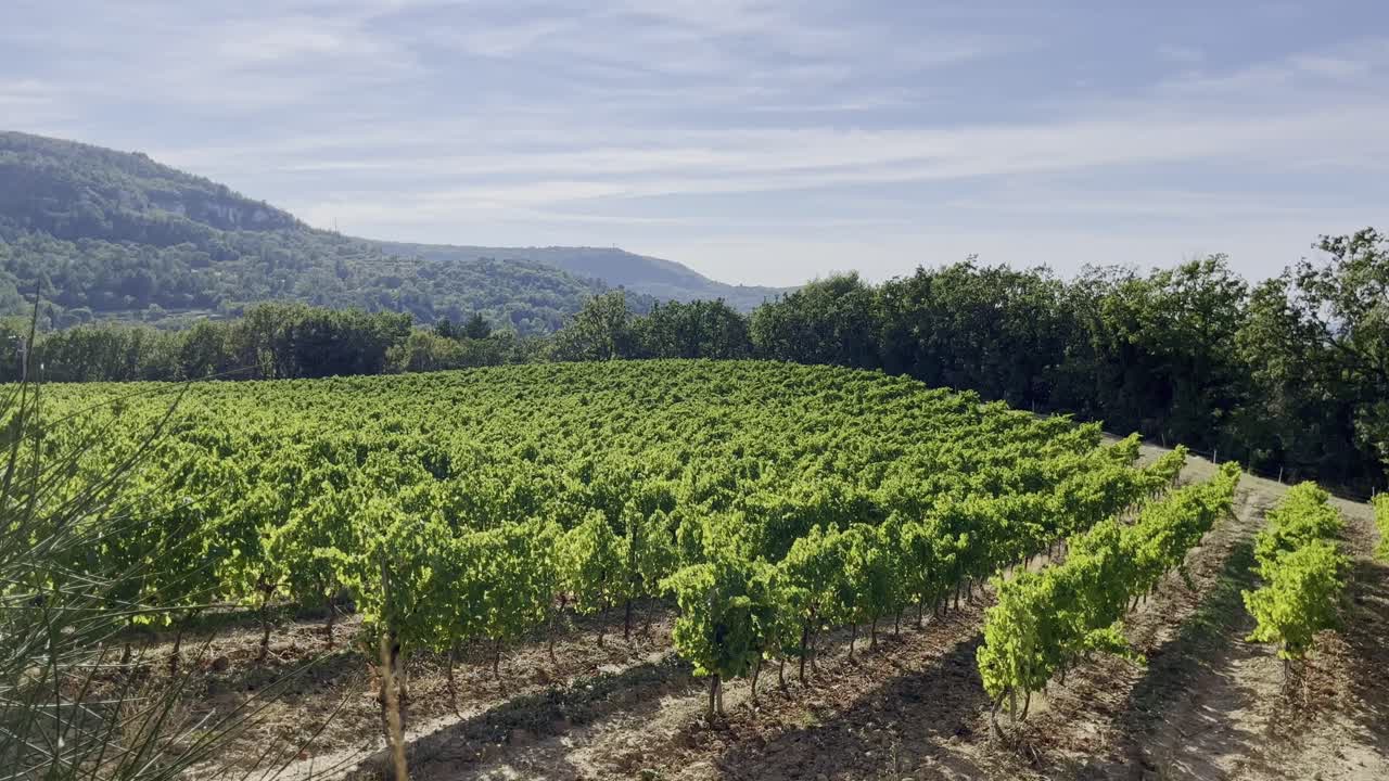 Campo in Francia con viti su una collina soleggiata in Provenza, con un bellissimo paesaggio e colline sullo sfondo.