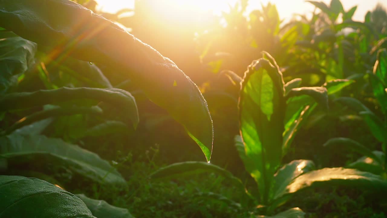 primer plano de hojas verdes de la planta de tabaco contra el amanecer dorado en la mañana-2