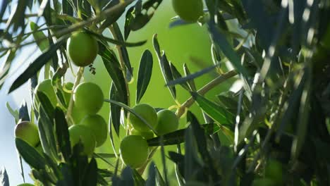 Close-up-shot-of-olive-tree-branches,-sunbeam-striking-through-the-branches-and-leaves