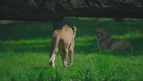 Lioness-resting-on-grass-in-African-Savanna-ad-another-one-walking-by-in-a-close-up-shot