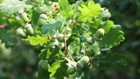 hoja de roble, bellota en el fondo de un roble