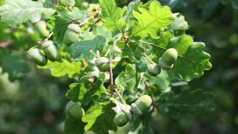 oak leaf, acorn on oak tree background