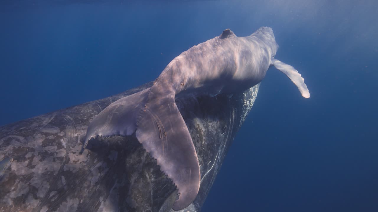 Baby Humpback Whale kicks its tail and fluke as it swims to the surface on top of its mothers back