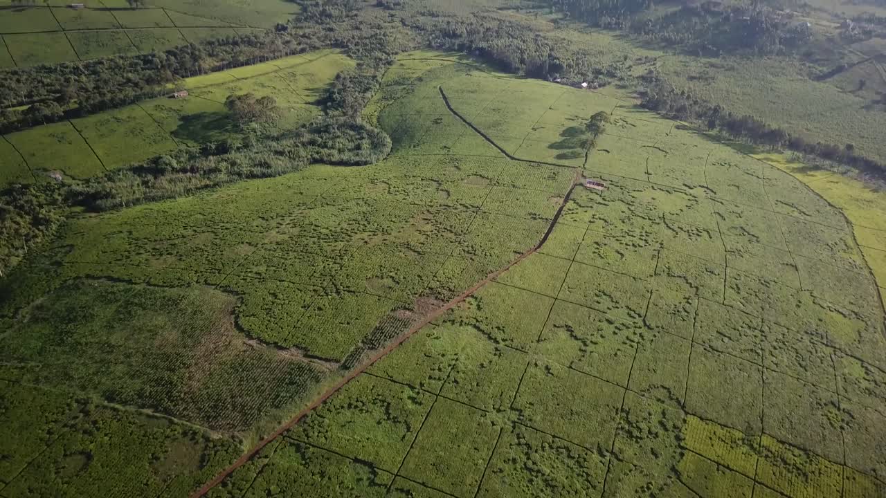 Huge Tea Estate In Fort Portal, Uganda Free Stock Video Footage Download  Clips