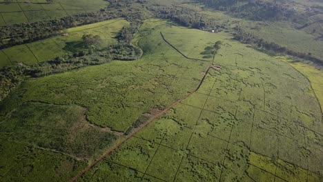 Riesige-Teeplantage-In-Fort-Portal,-Uganda