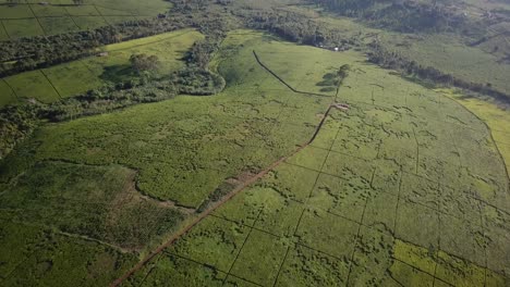 Gran-Finca-De-Té-En-Fort-Portal,-Uganda