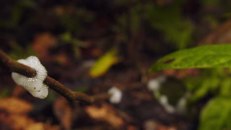 Manchas-De-Espuma-Blanca-O-Nido-De-Chinches-En-Una-Planta-Dentro-De-La-Selva-Tropical-Peruana