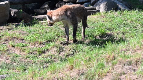 una hiena camina sobre la hierba en un zoológico, un recinto con rocas, madera y un campo