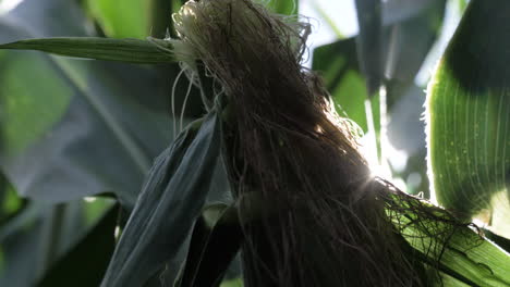 tight shot of corn stalk with sun flair