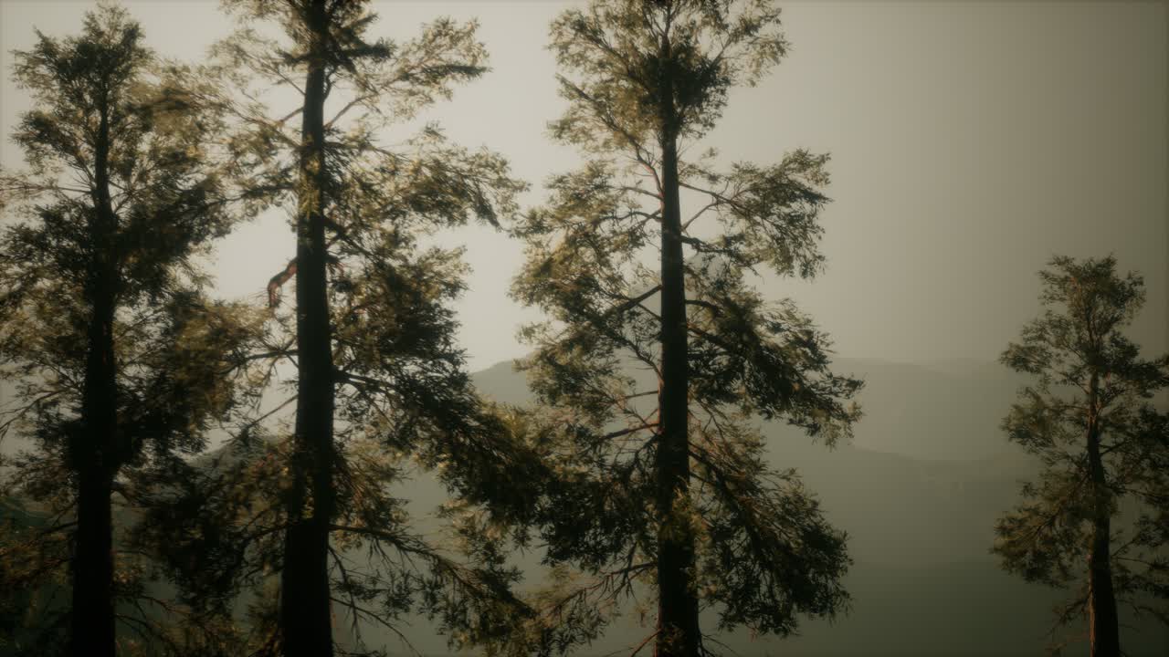 산 기 ?? 에 있는 안개 숲