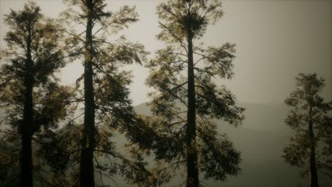 misty forest on the mountain slope