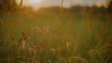 close-up of blooming grass with sunset backdrop