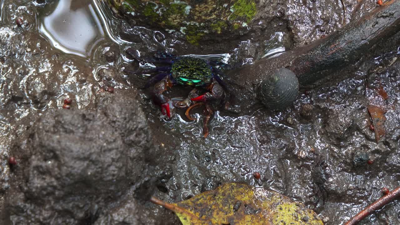 Face-banded crab, scavenging and feeding on the body of a dead crab in the mangrove wetlands, close up shot of intertidal marine wildlife ecosystem