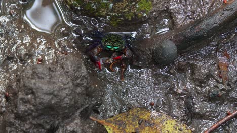 face-banded crab, scavenging and feeding on the body of a dead crab in the mangrove wetlands, close up shot of intertidal marine wildlife ecosystem