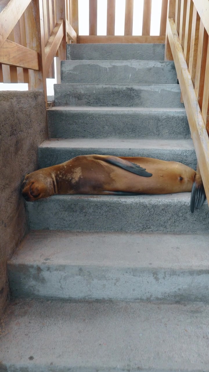 Galapagos sea lion resting on concrete stairs outdoors at daytime. Sea lion sleeping horizontally across grey concrete steps on Isabela Island Galapagos.