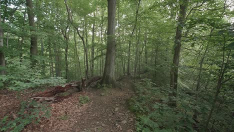 camino a lo largo del arroyo wissahickon