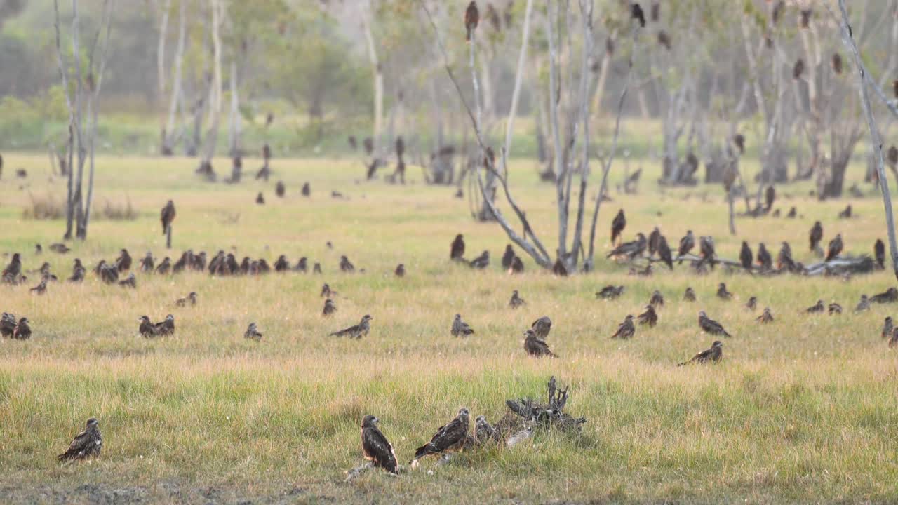 черноухий коршун, milvus lineatus