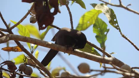 Un-Mirlo-Chopi-Comiendo-Una-Nuez-En-Las-Copas-De-Los-árboles-Del-Pantanal-Brasileño