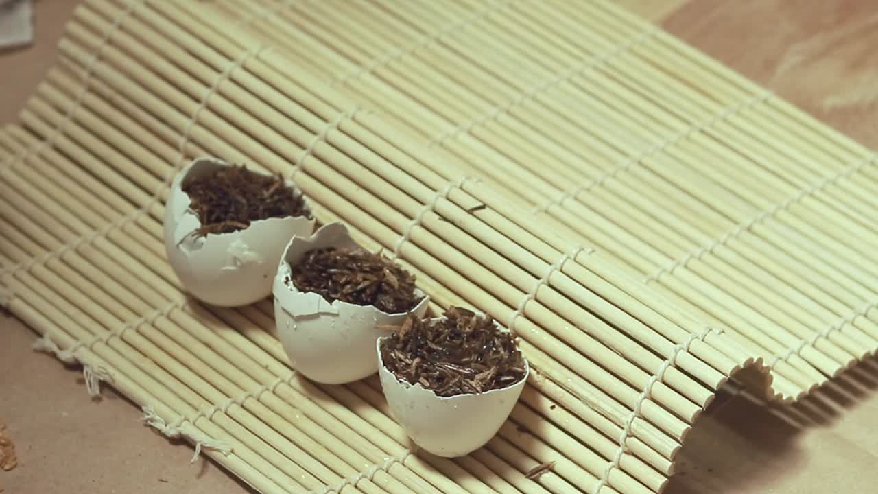 Spraying water on eggshells containing soil mix being use as a seed starter, eco-friendly sustainable gardening idea