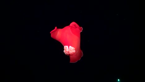 Spanish-Dancer-dancing-in-super-slow-motion-in-the-Red-Sea-at-night