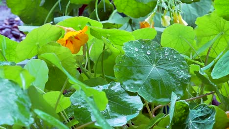 Regen-Fällt-In-Zeitlupe-Aus-Nächster-Nähe-Auf-Blätter