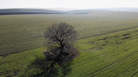 Tree-With-Leafless-Branches-In-The-Middle-Of-Vast-Greenery-Fields-During-Sunrise-Near-Countryside