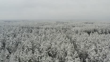 Fliegen-über-Winterwald-An-Einem-Launischen-Tag-Mit-Schneebedeckten-Kiefern---Drohnenrückzug