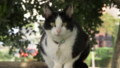 Black-and-white-cat-laying-on-a-fence