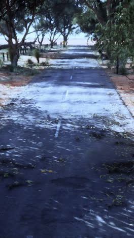 a long, empty road lined with trees