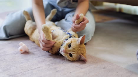 woman petting a cat