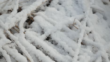 dry grass covered with snow in frosty winter day