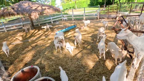 goats interacting in a sunny farm enclosure