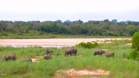 elephant family in green meadow near water in south africa