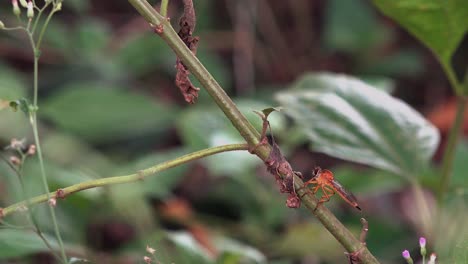 medium shot of a large orange fly on a branch