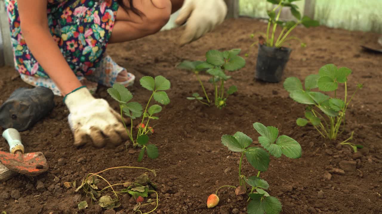 fresas plantadas en el suelo por una jardinera, en un invernadero de jardín